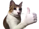 :chat_pouce: