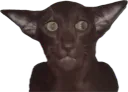 :Chat_gobelin: