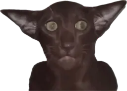 :Chat_gobelin:
