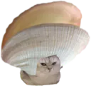 :ChatCoquillage: