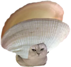 :ChatCoquillage: