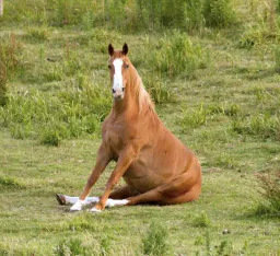 :cheval_assis2: