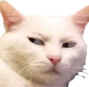 :Chat_quoi_:
