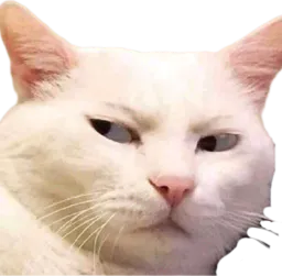 :Chat_quoi_: