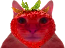 :ChatFraise:
