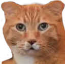 :chat_sad2: