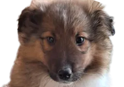 :chiot:
