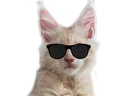 :lunettes_chat: