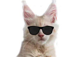 :lunettes_chat: