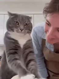 :Chat_Baffe: