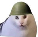 :Sergent_minou: