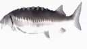 :Fished: