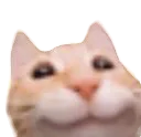 :Chat_kisouri: