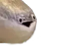 :poissonteube: