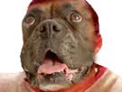 :risipit: