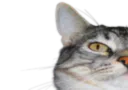 :CS1: