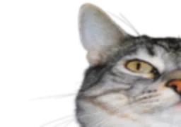:CS1: