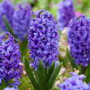 Jacinthe