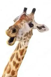 :giraf: