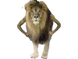 :lionnrv: