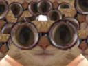 :chat_lunettes_stef: