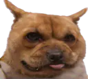 :Chienlimite: