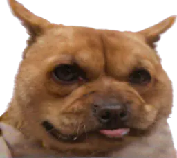 :Chienlimite: