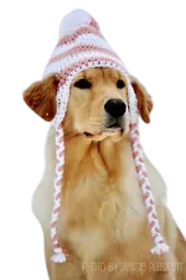:chien_bonnet: