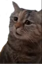 :chat_chokbar: