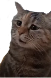 :chat_chokbar: