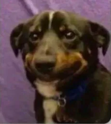 :Steuplais: