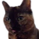 :Chat_petite_langue: