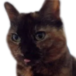 :Chat_petite_langue: