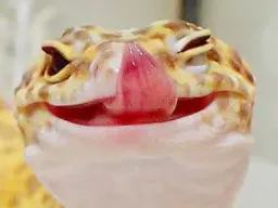 :geckolick: