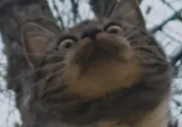 :chat_wtf: