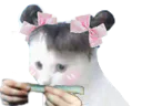 :chat_couette_joint: