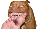 :Feetdogo: