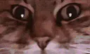 :ChatZoomTechno: