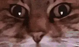 :ChatZoomTechno: