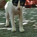 mirobolan