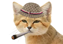 :dzchat: