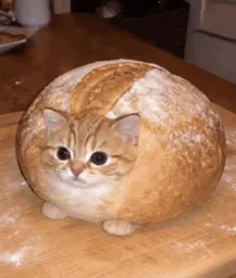 :Pate_a_chatte: