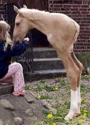 :cheval_bizarre_2: