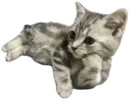 :ChatonPlex: