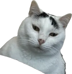 :Chat_qui_juge: