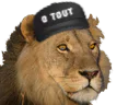 :liondream:
