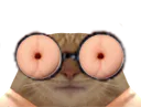 :chat_anussettes: