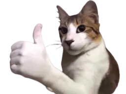 :chat_pouce2: