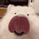 :chien_leche__: