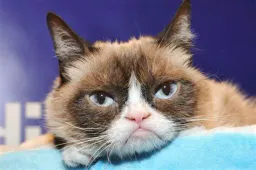 :Chat_gueule_copain: